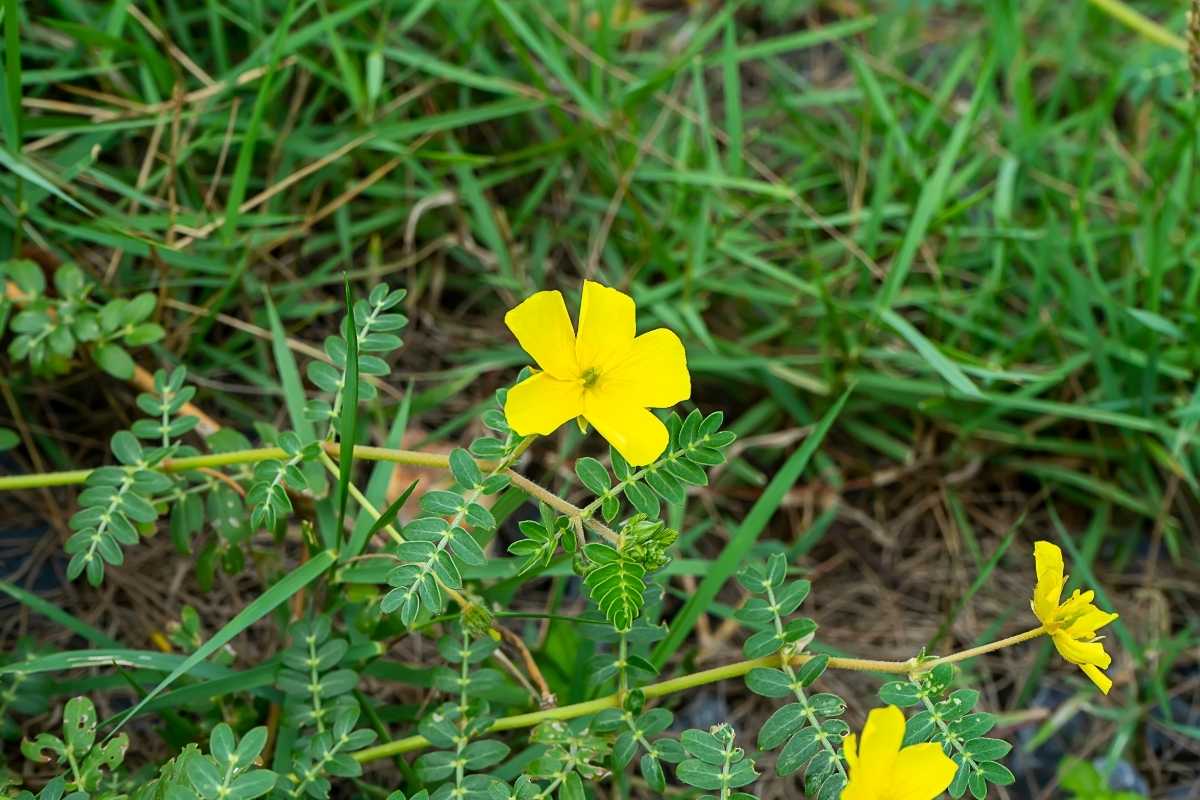 Tribulus