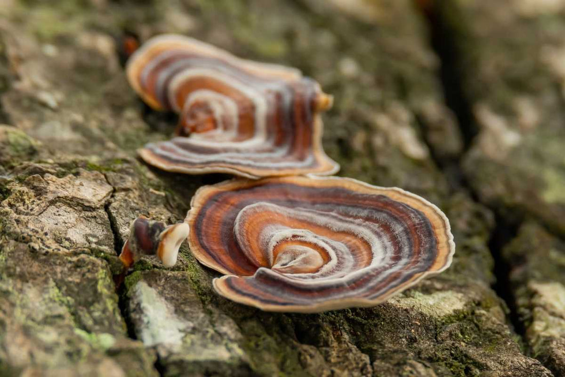 Turkey Tail