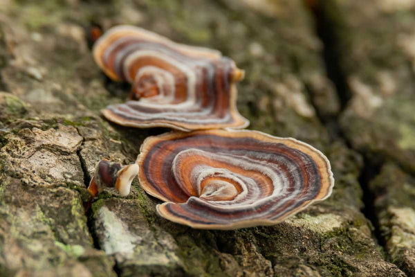 Turkey Tail