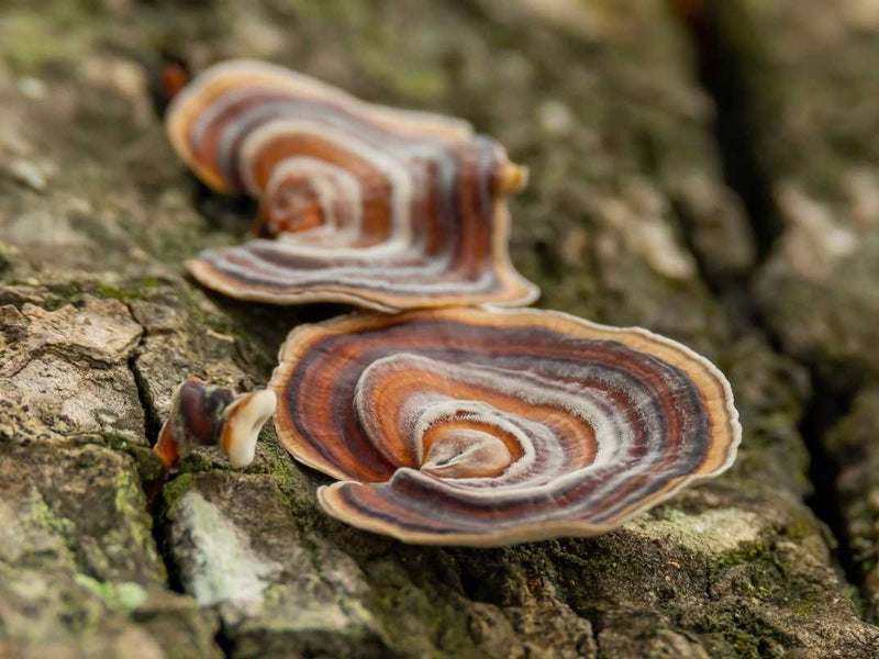 Turkey Tail