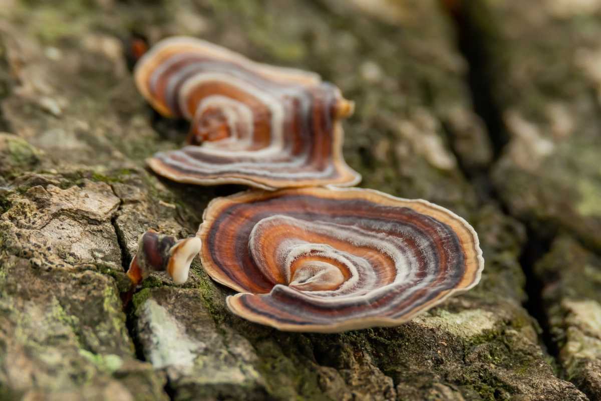 Turkey Tail