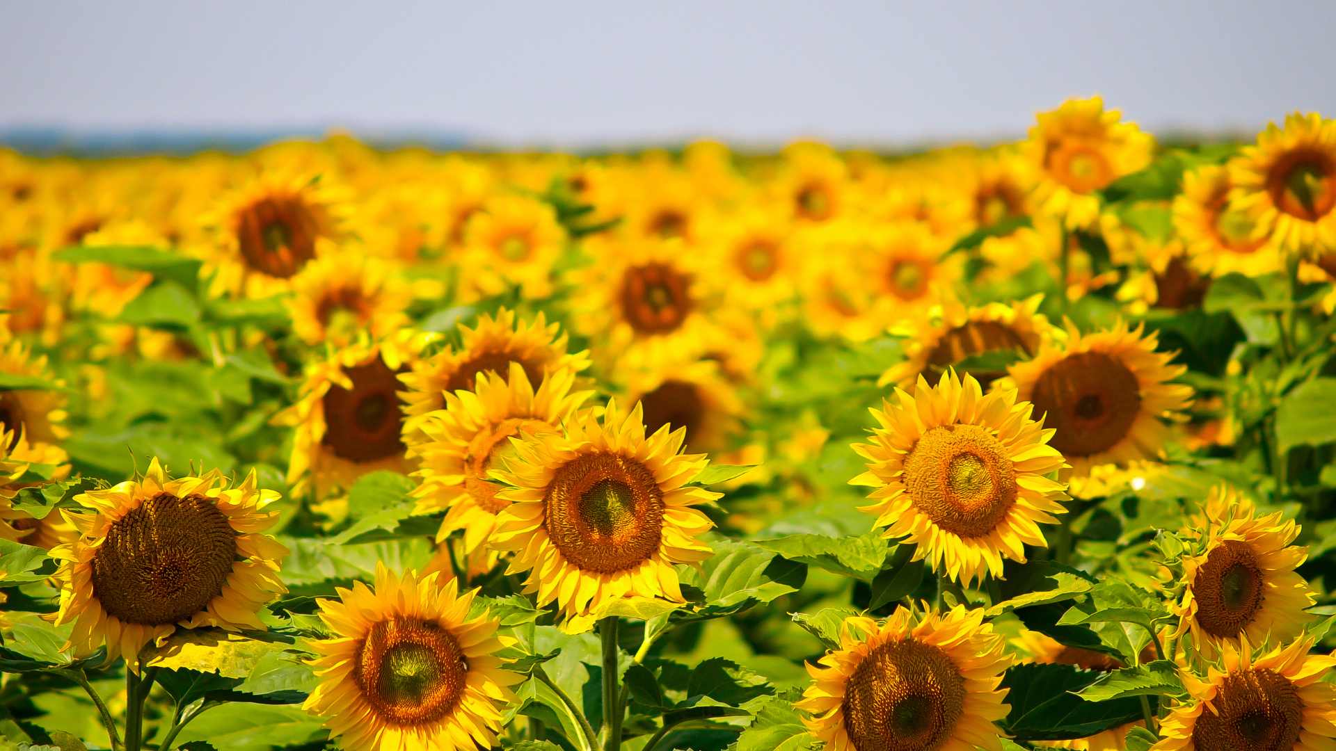 vitamin E tocopherols and tocotrienols