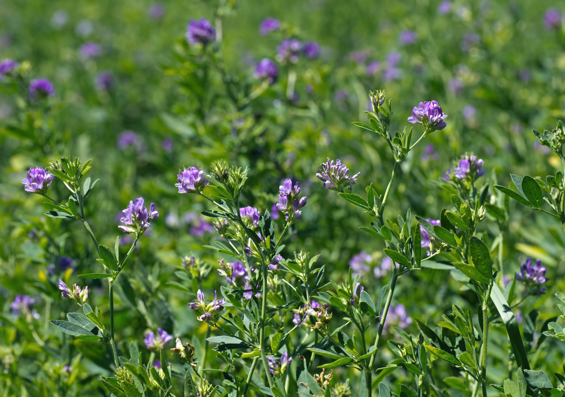 Alfalfa