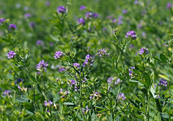 Alfalfa
