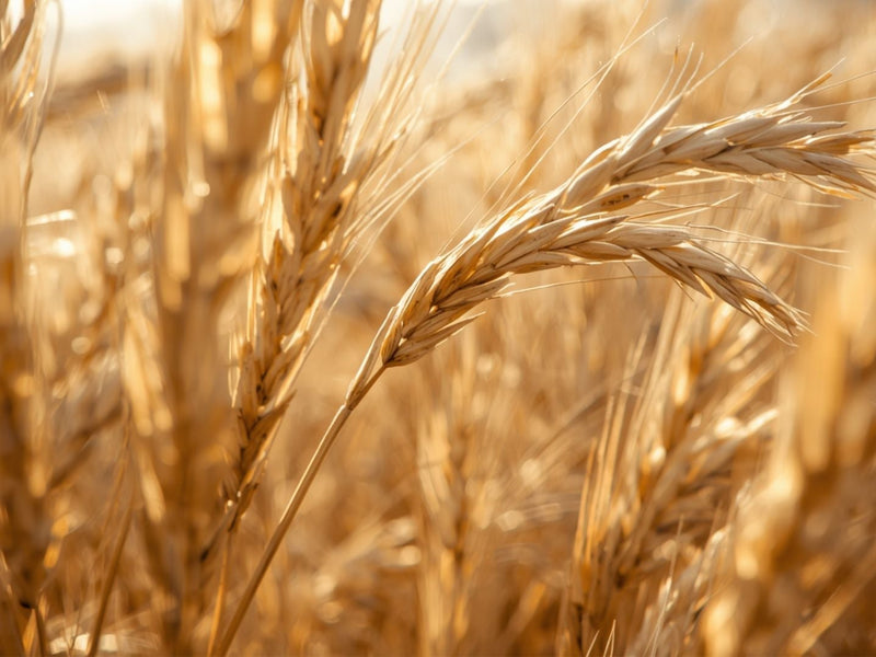 Rice Fibre