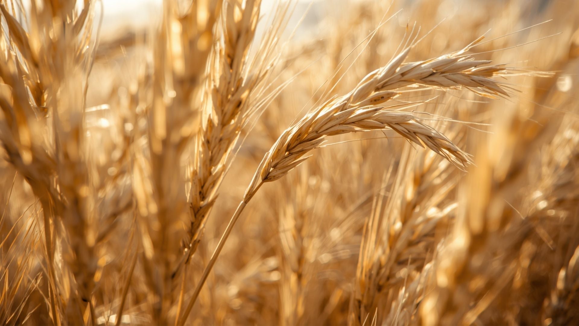 Rice Fibre