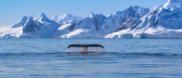 Why We’re No Longer Selling Krill