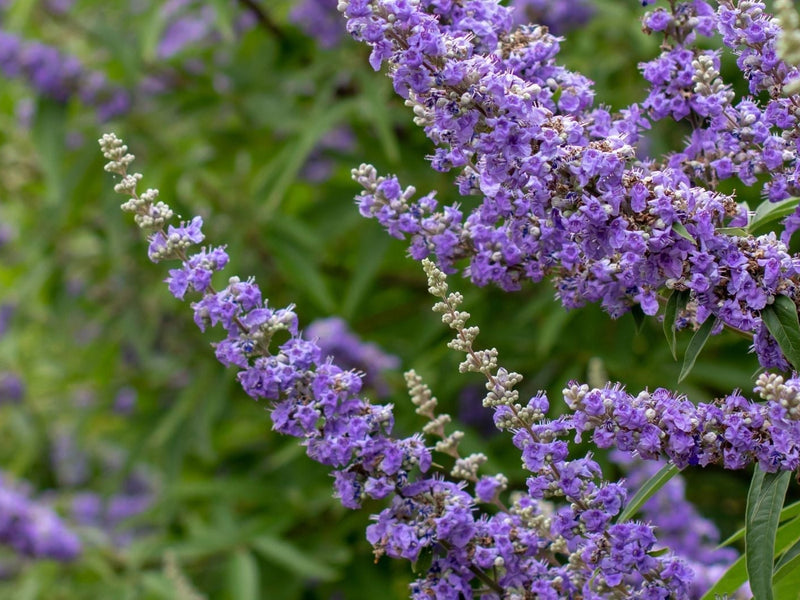 Agnus Castus