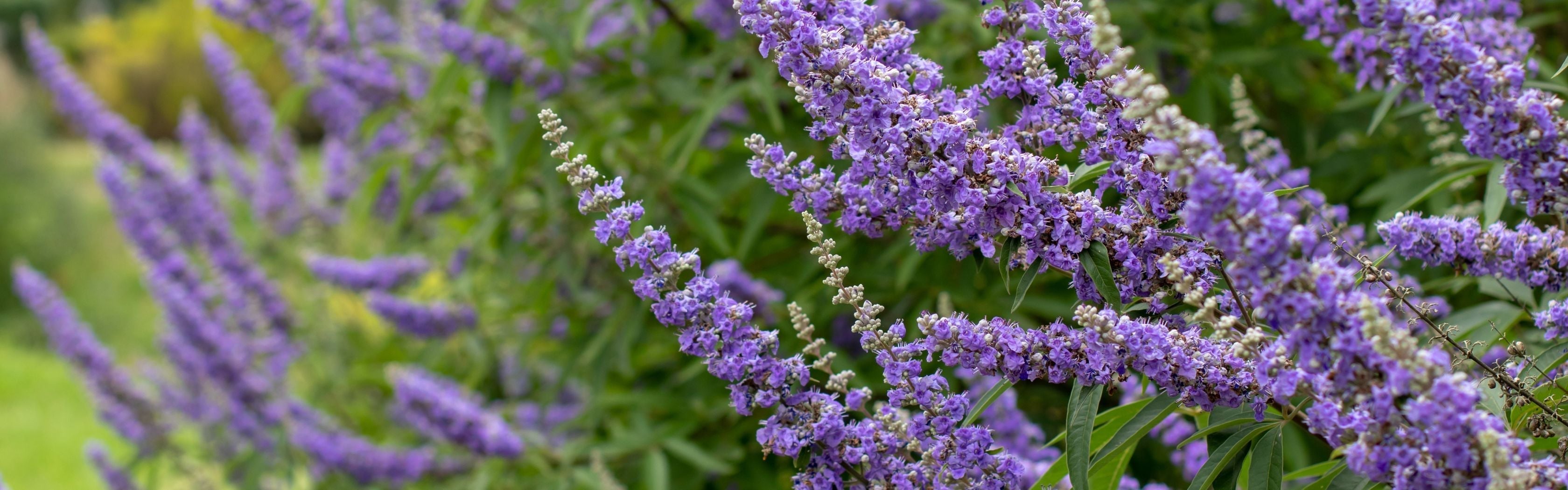 Agnus Castus