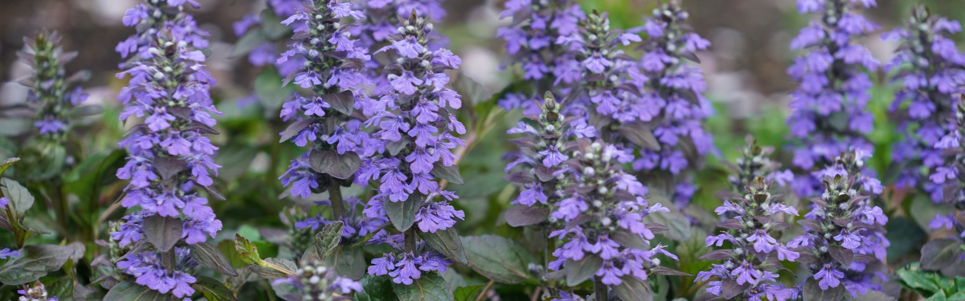 Ajuga Turkestanica