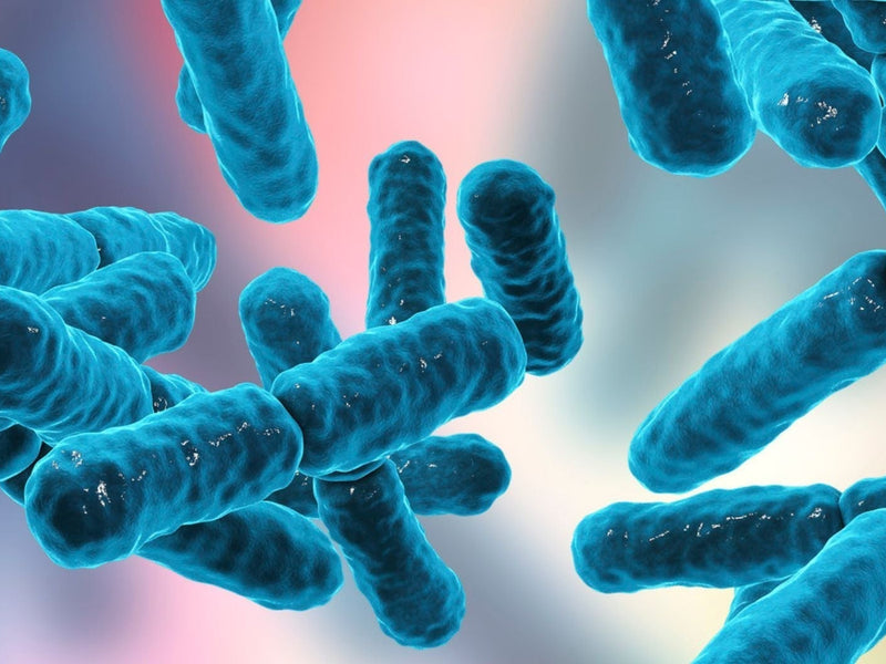 Bifidobacterium breve