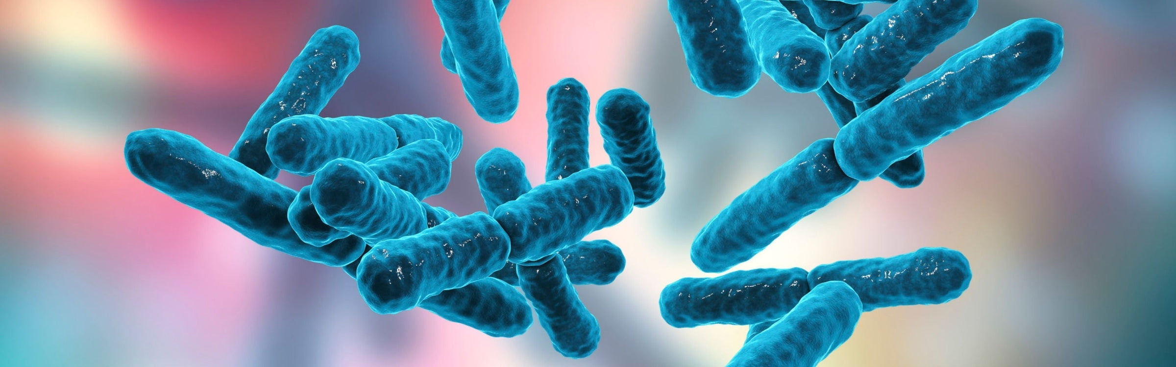 Bifidobacterium breve