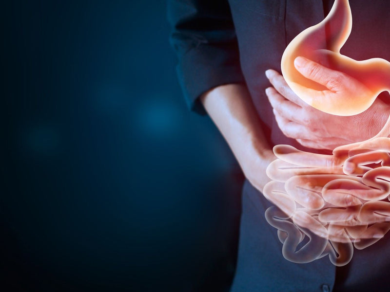 Bifidobacterium lactis