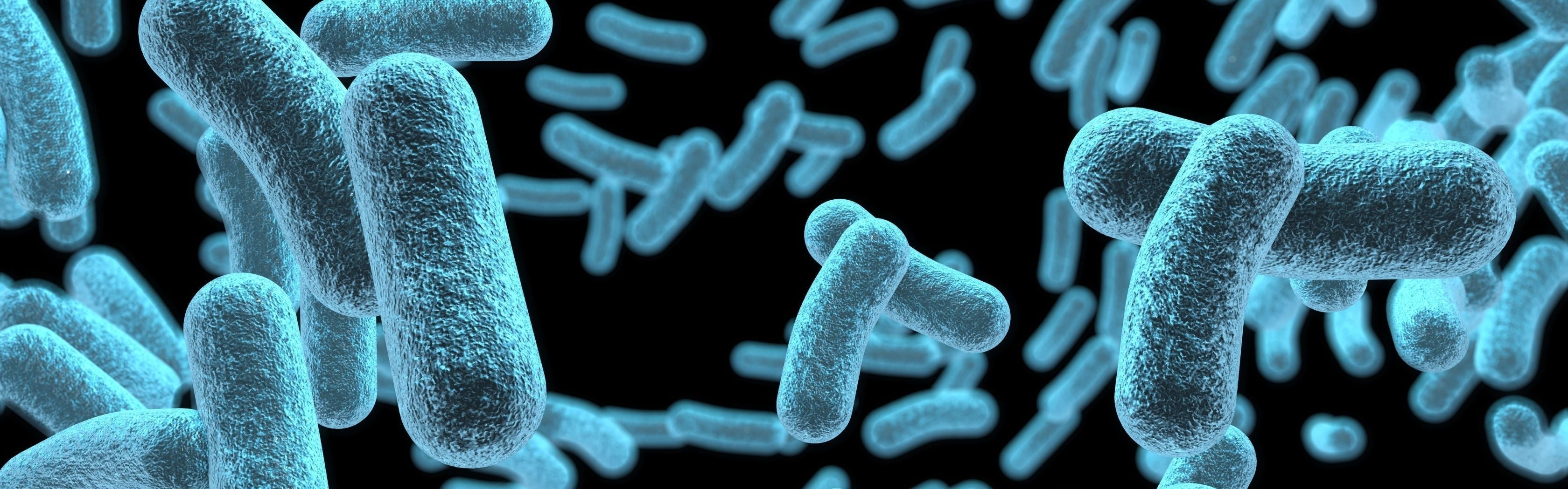 Bifidobacterium longum | Ingredient Guide | Time Health