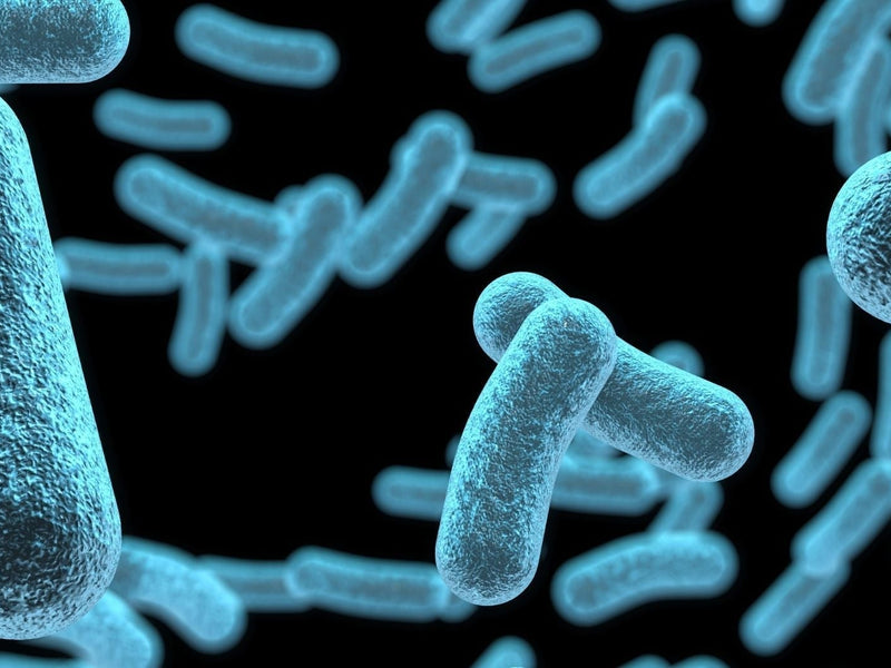 Bifidobacterium longum