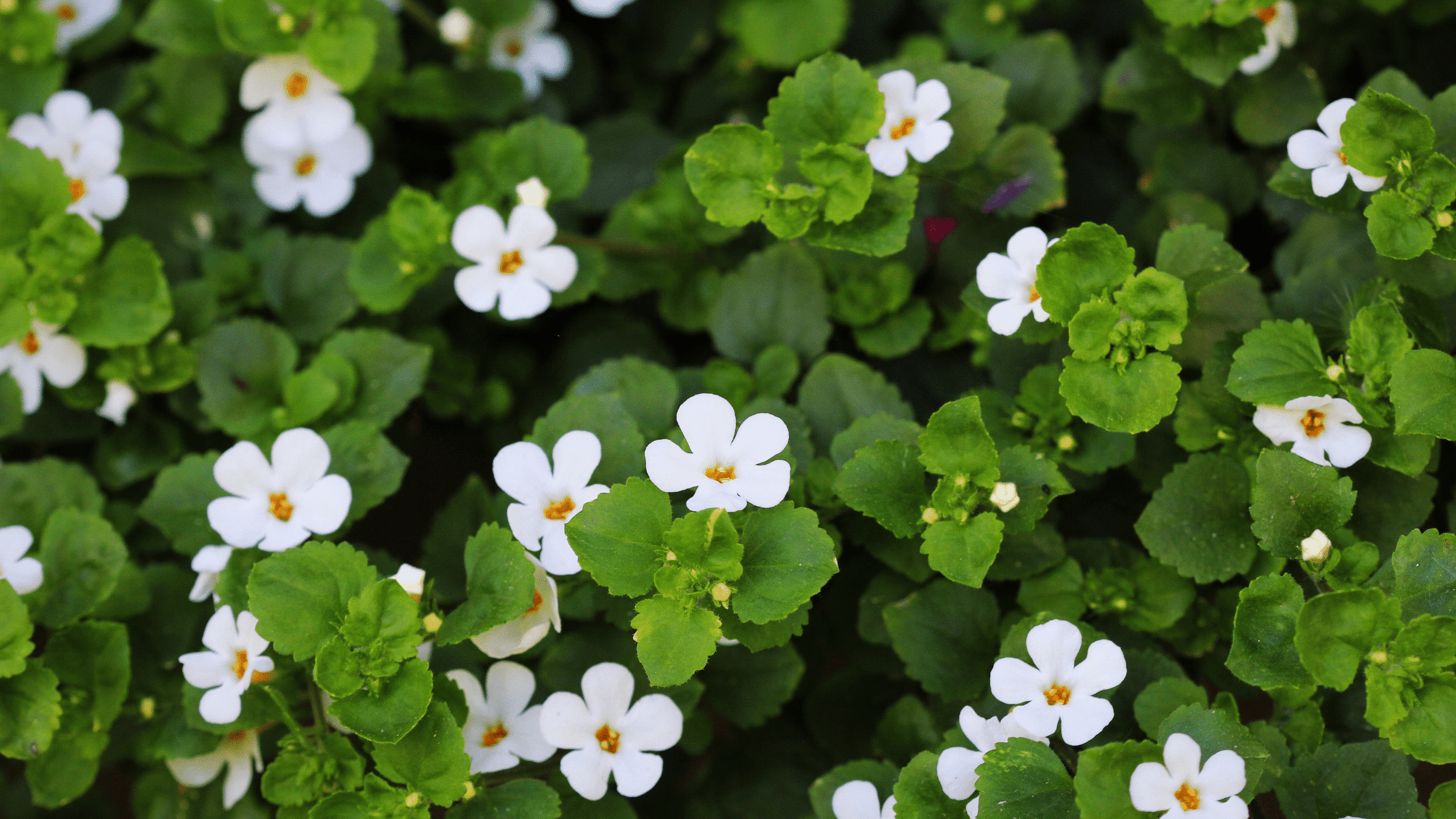 Benefits of Bacopa