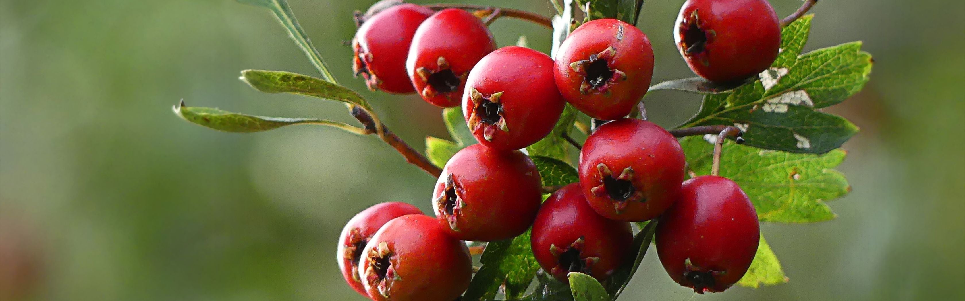 Berberine