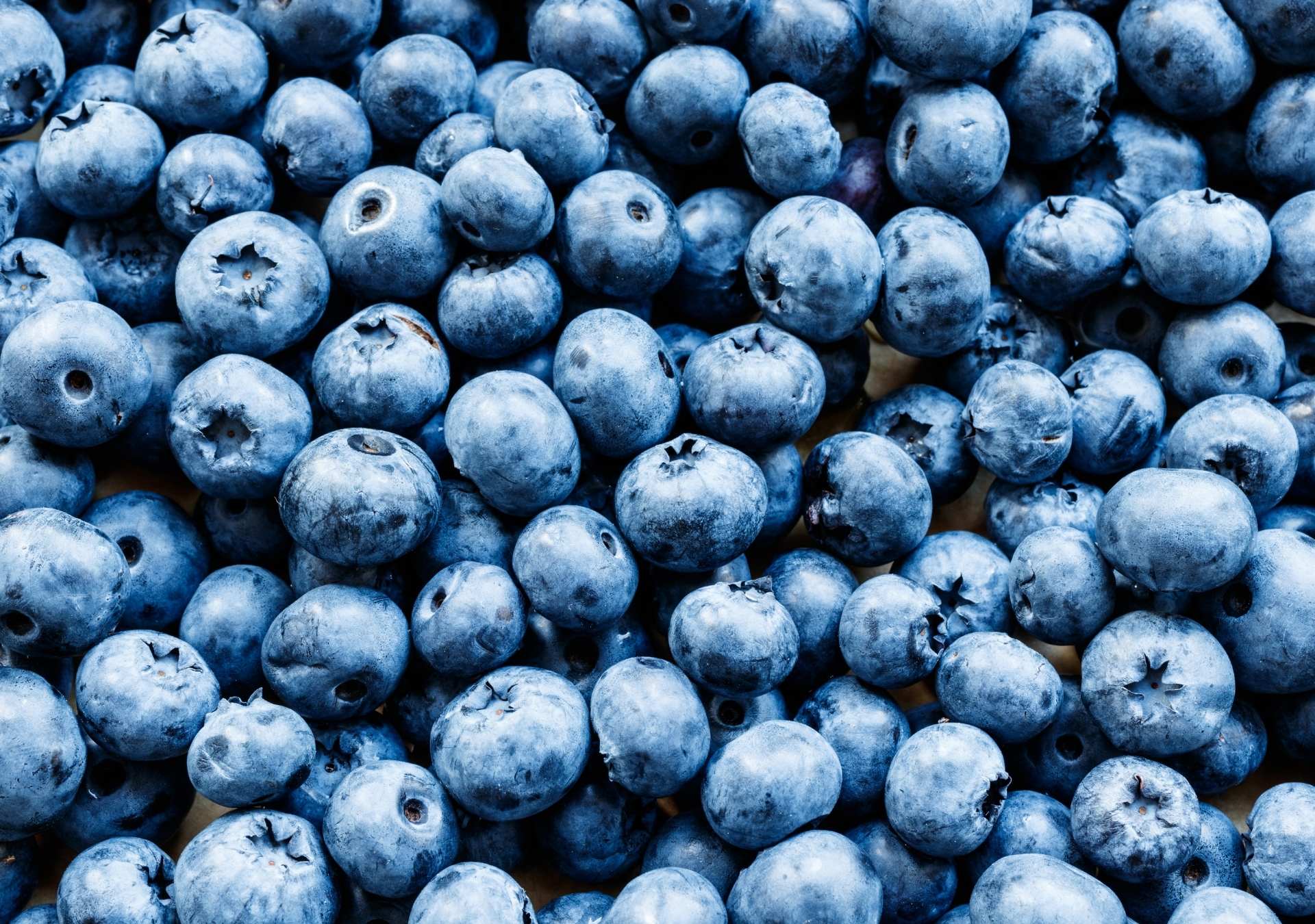 Bilberry