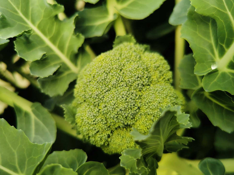 Broccoli