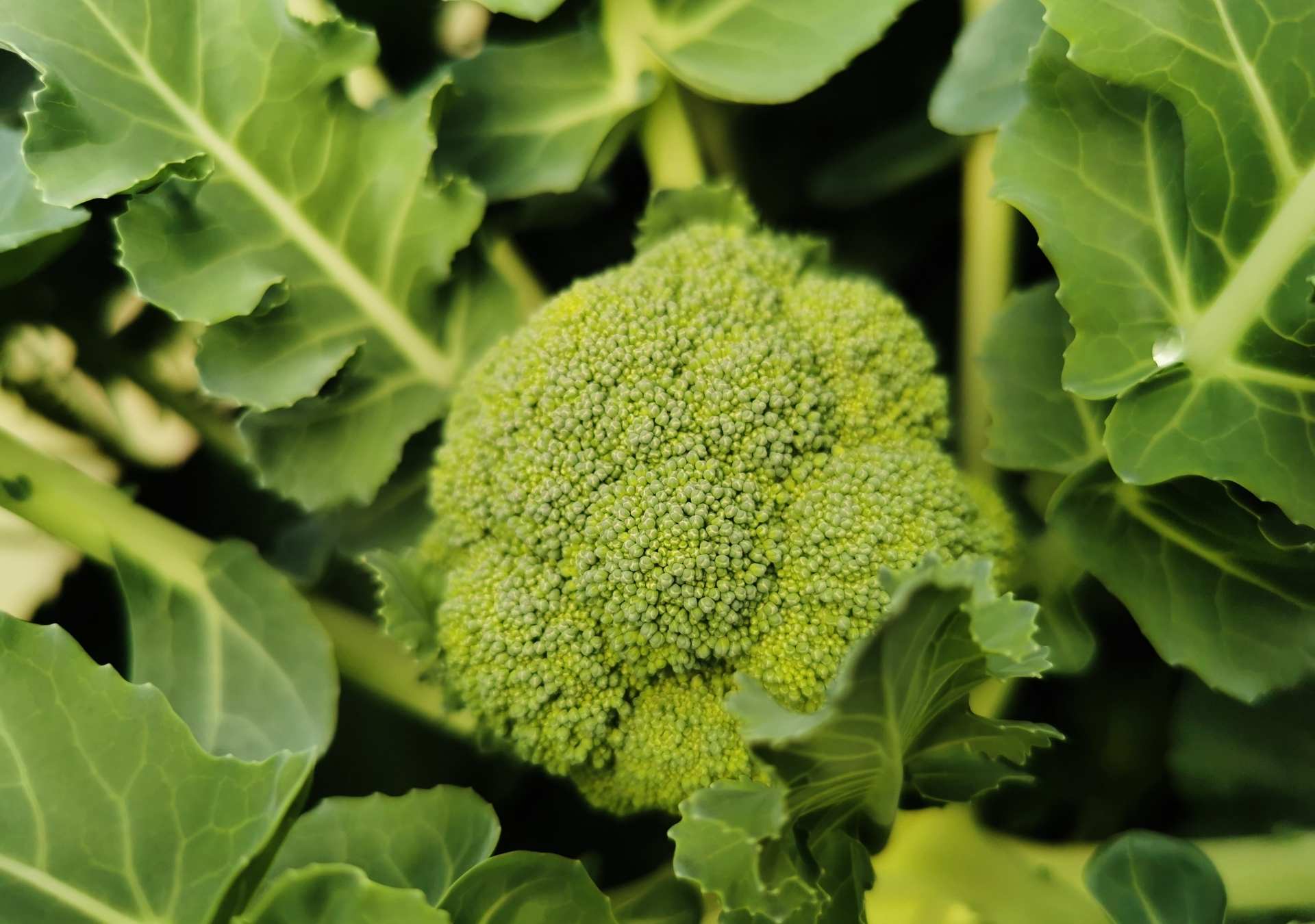 Broccoli