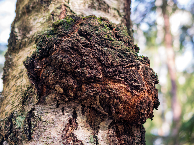 Chaga