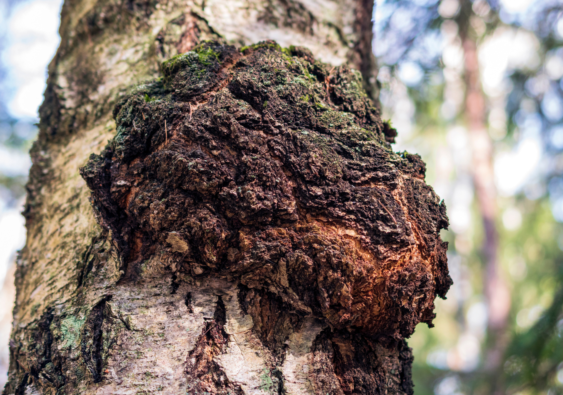 Chaga