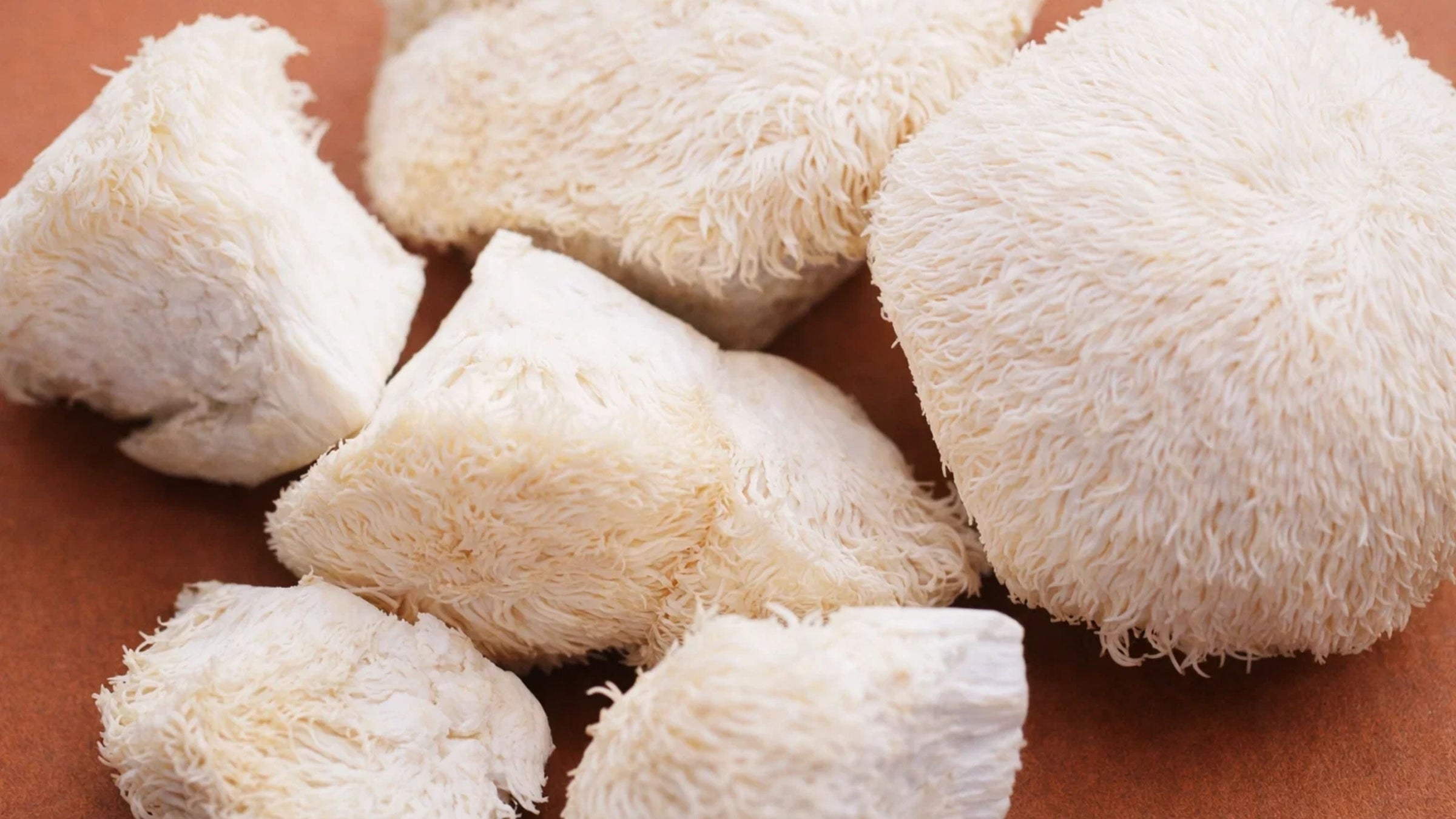 lion's mane mushrooms on a red backdrop