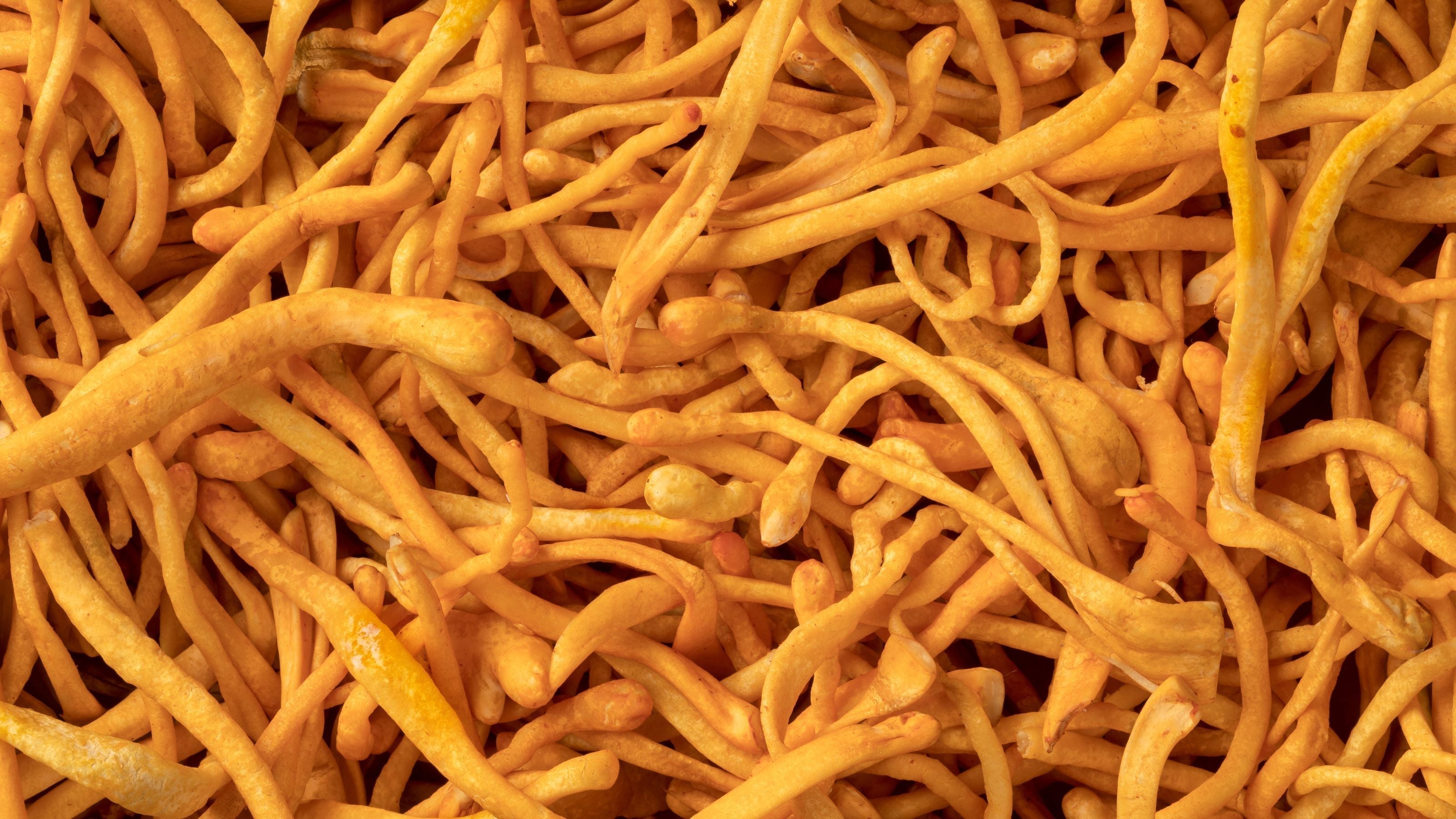 Cordyceps Militaris - The Performance Mushroom