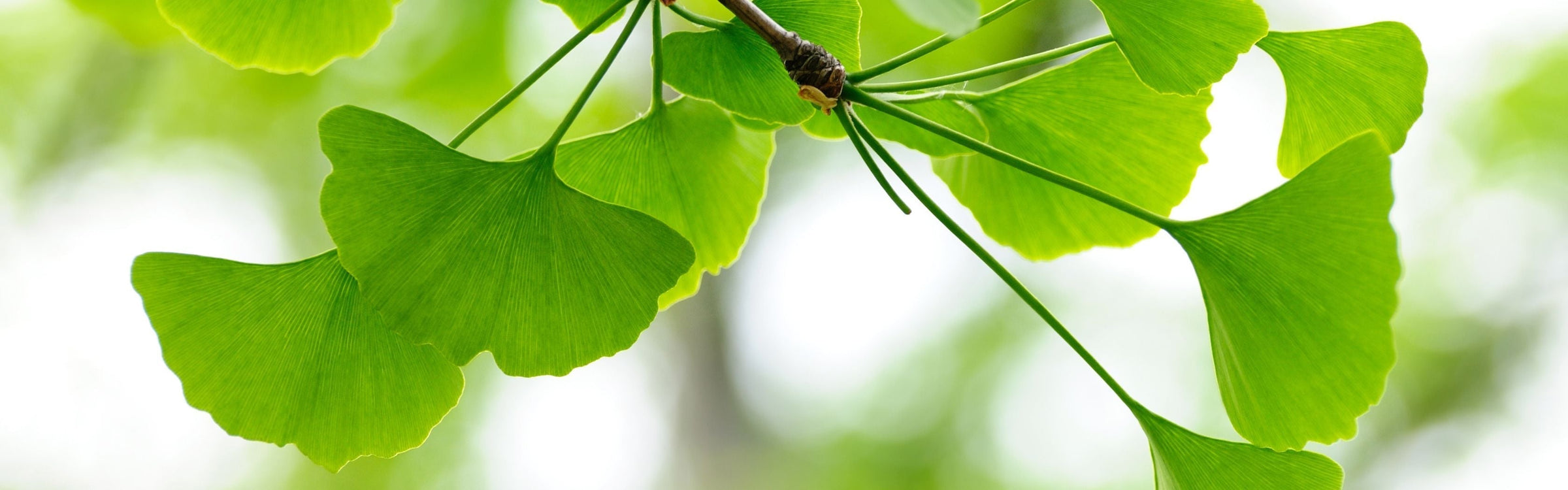Ginkgo Biloba