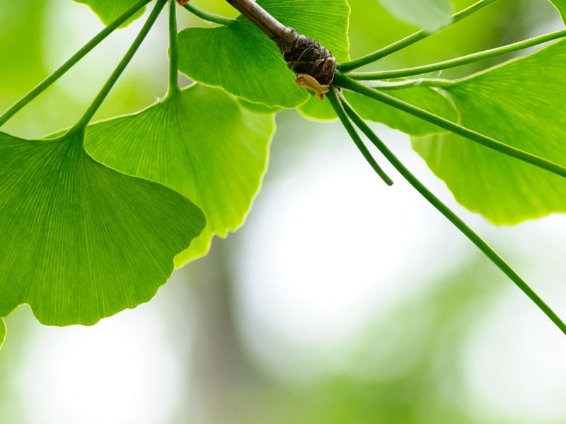 Ginkgo Biloba
