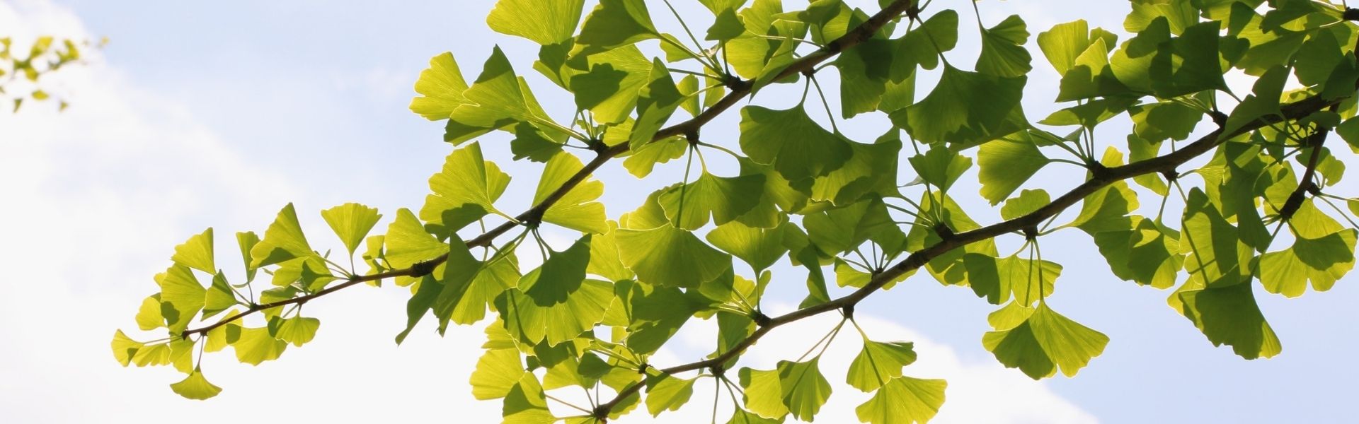 NeuroGuard: Brain Health Benefits