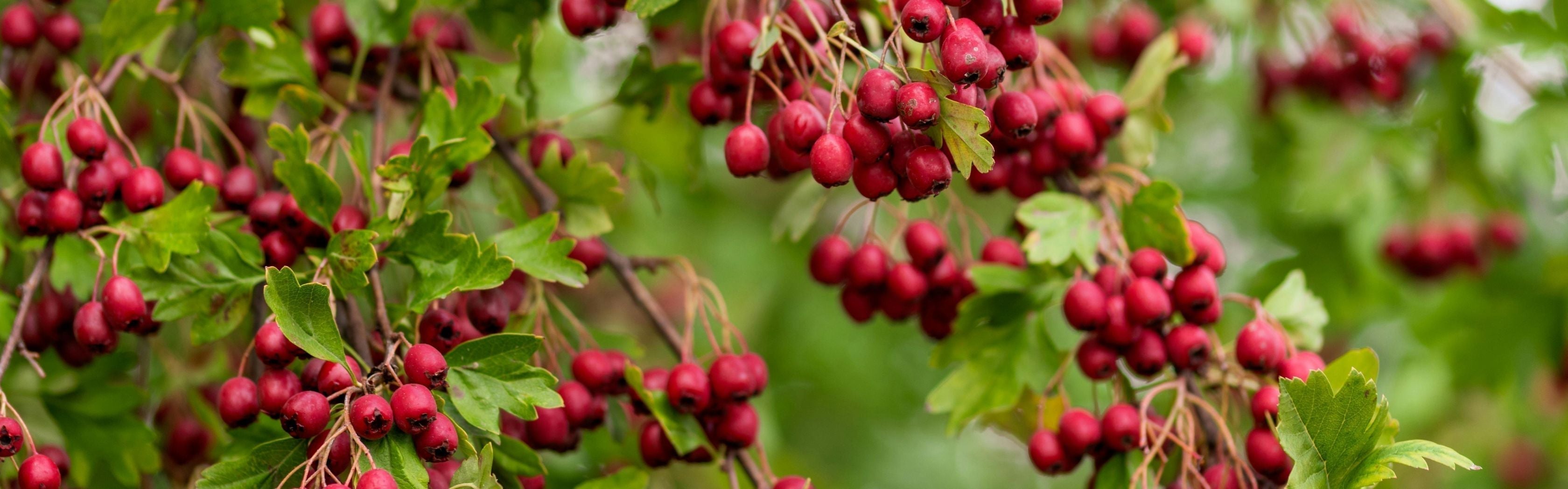 Goji Berry