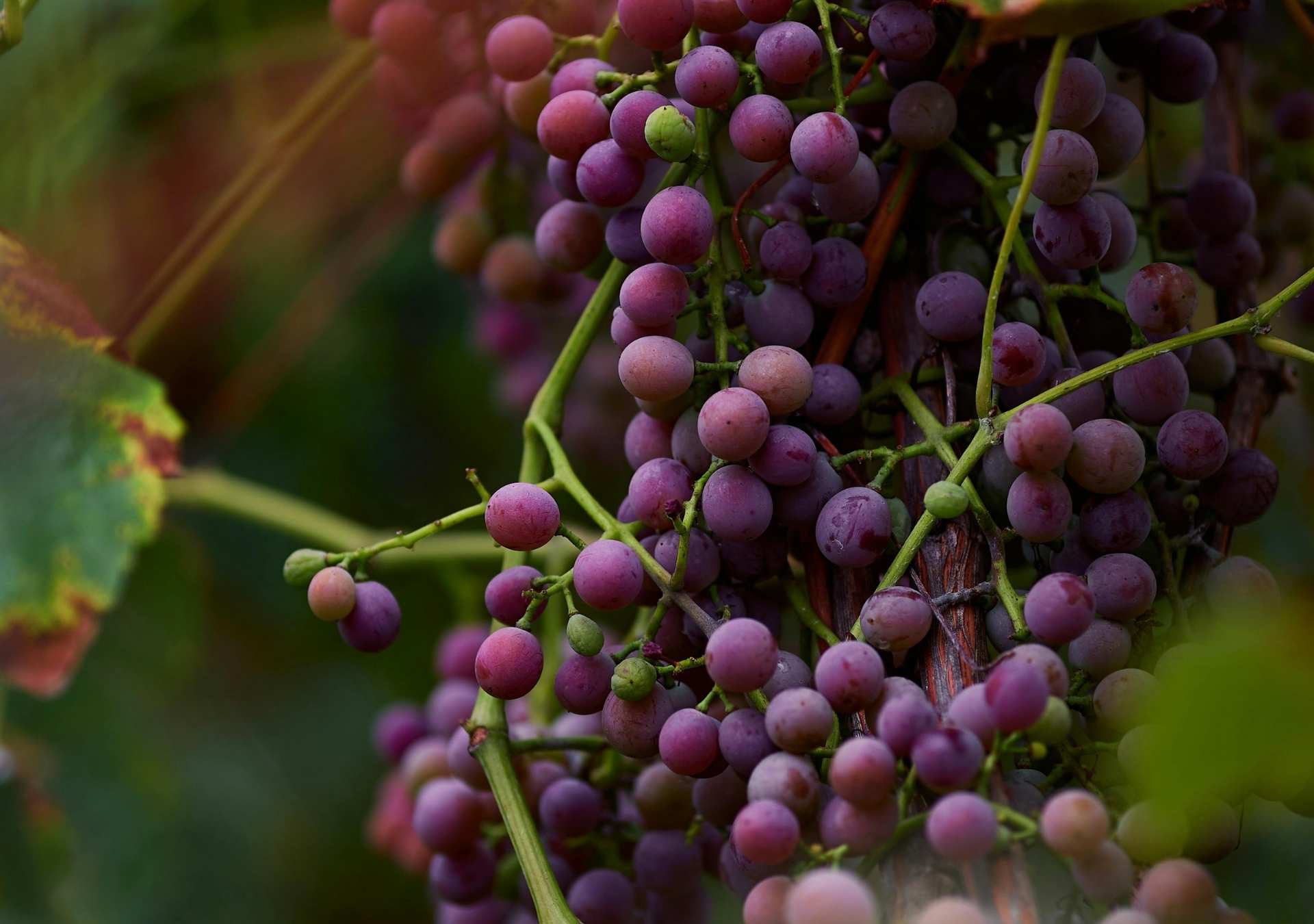 Grape Seed