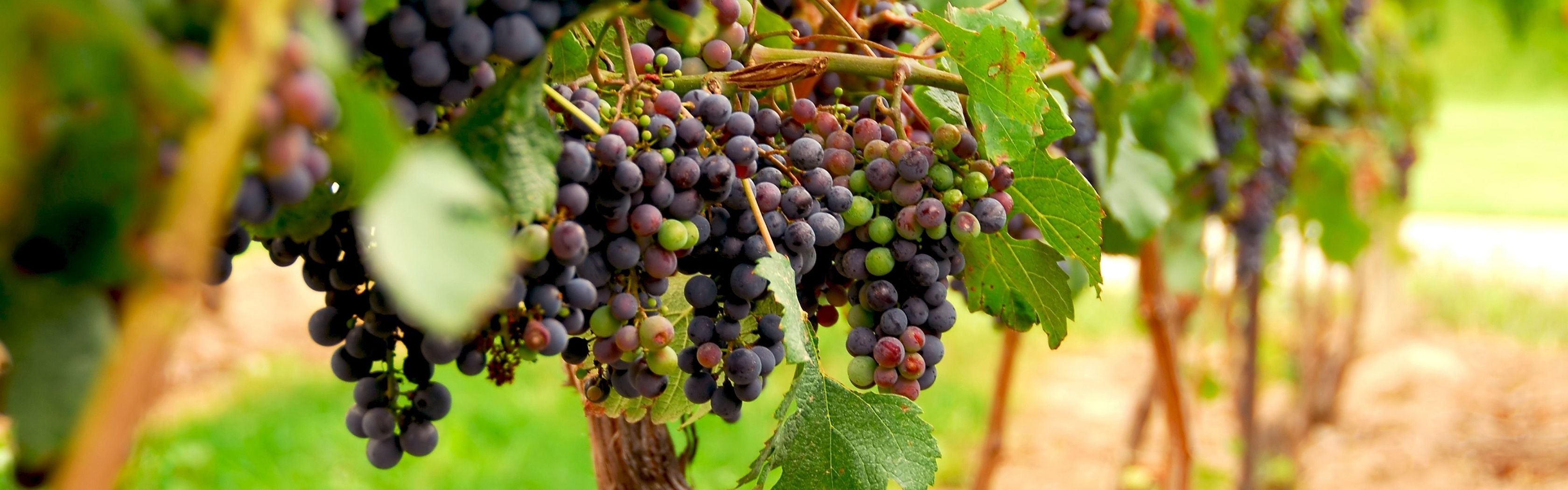 Grape Skin