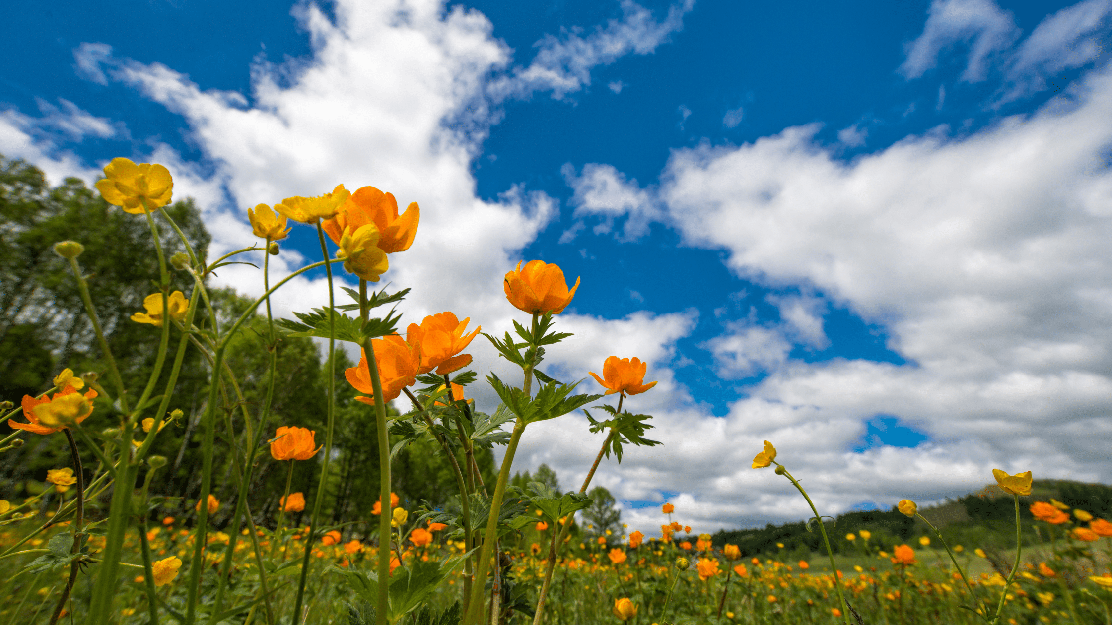 6 ways to help reduce hay fever symptoms
