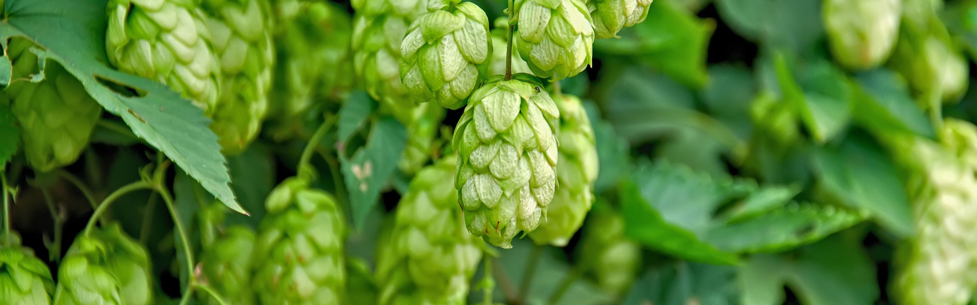 Hops