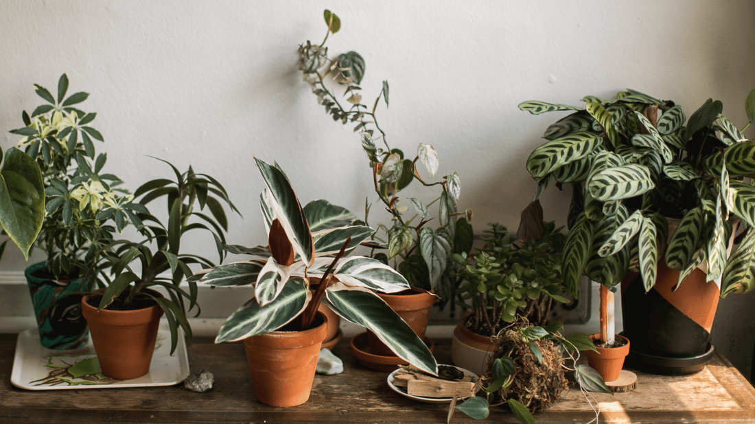 House plants & health: What are the benefits?