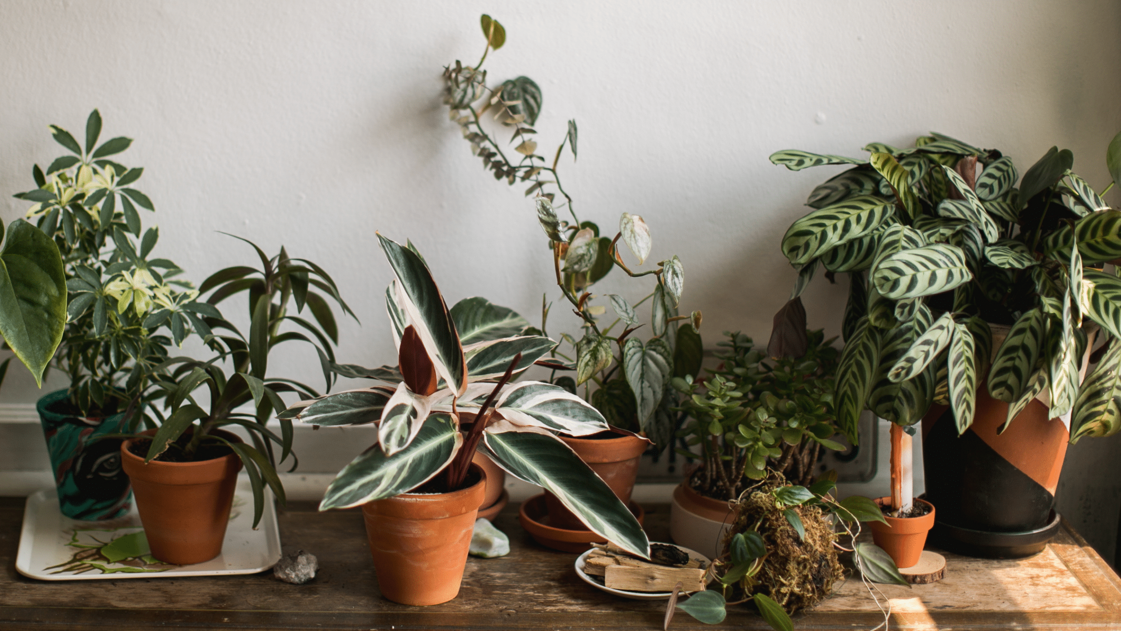 House plants & health: What are the benefits?