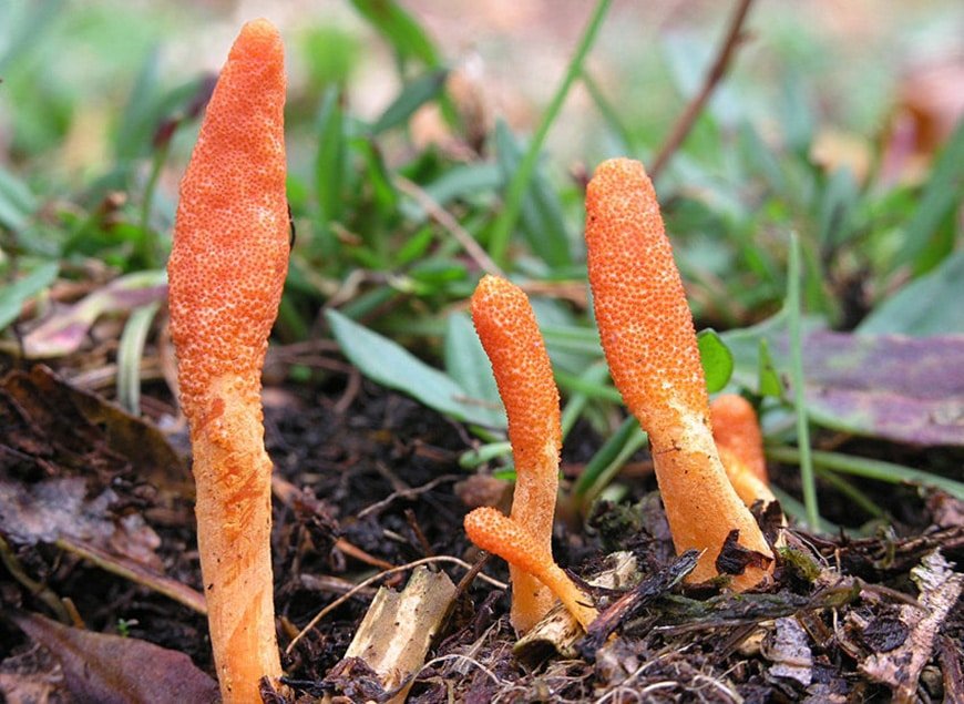 Cordyceps Militaris - The Performance Mushroom