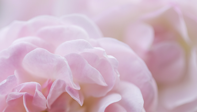 pink flower petals