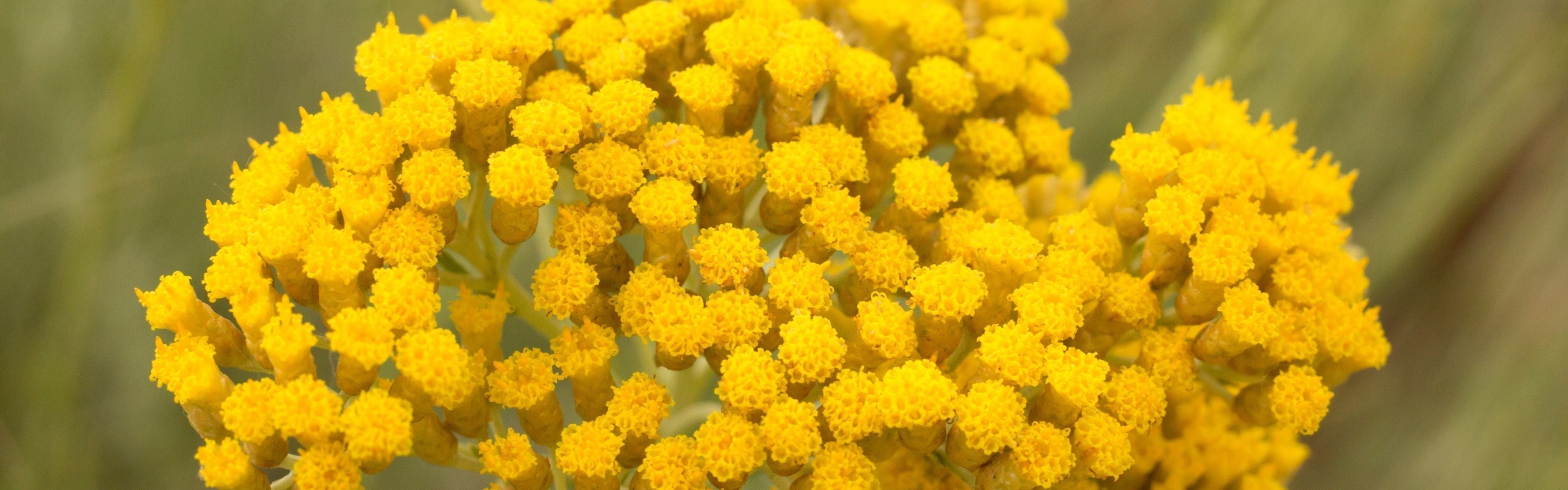 Immortelle