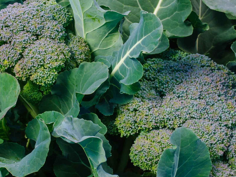 Broccoli