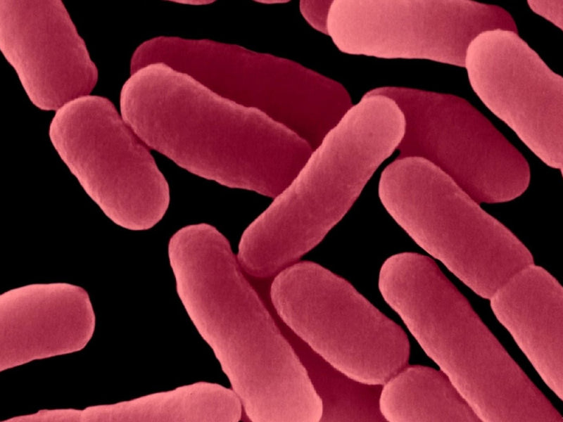 Lactobacillus delbrueckii