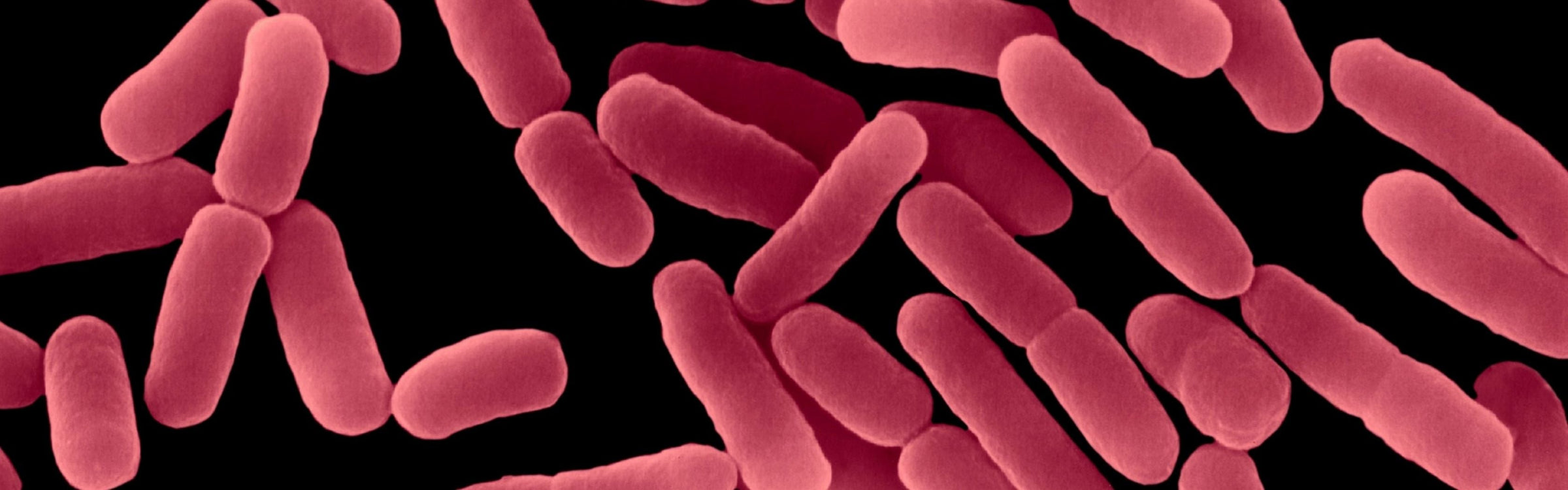 Lactobacillus delbrueckii