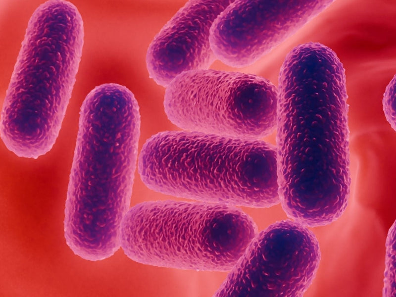 Lactobacillus gasseri