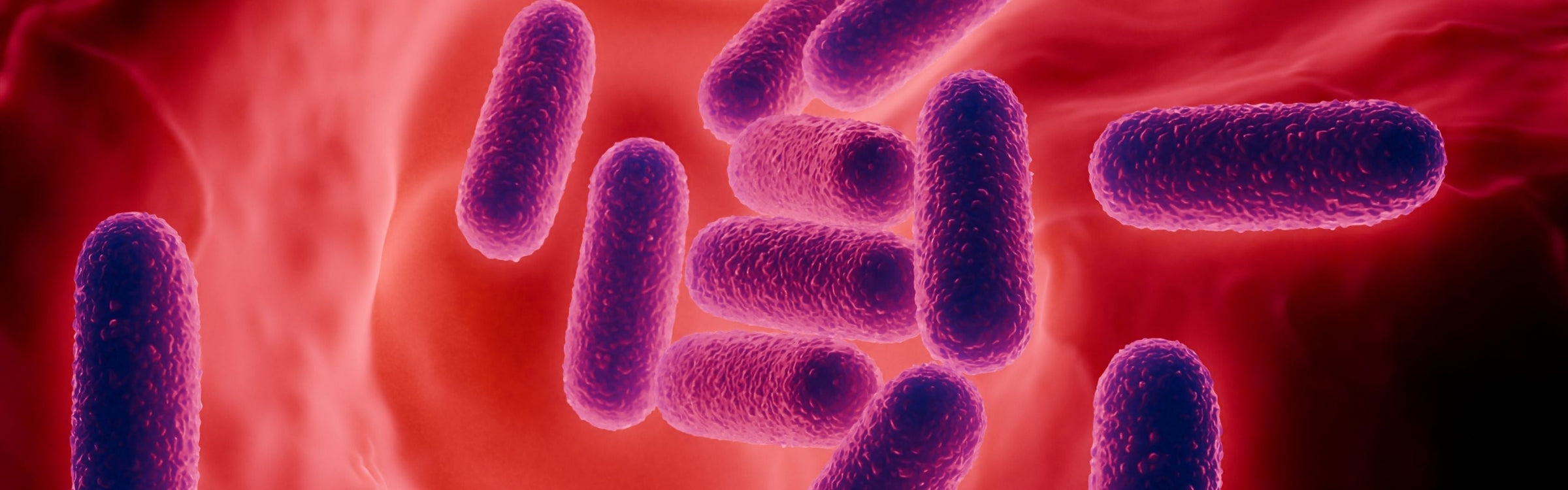 Lactobacillus gasseri