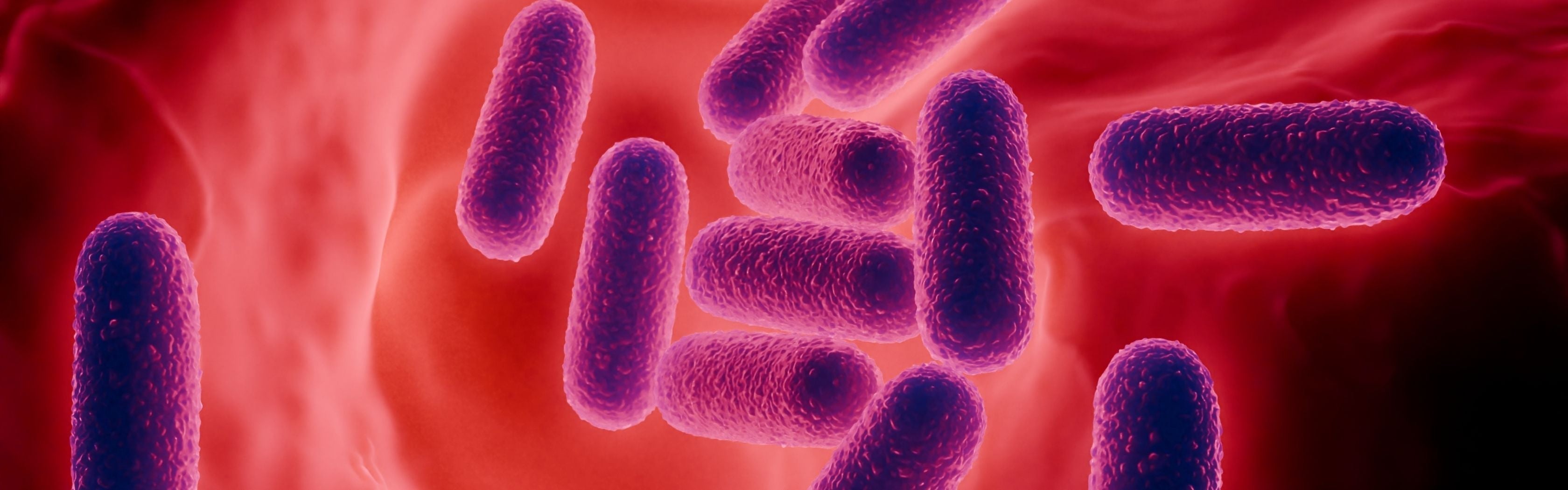 Lactobacillus gasseri
