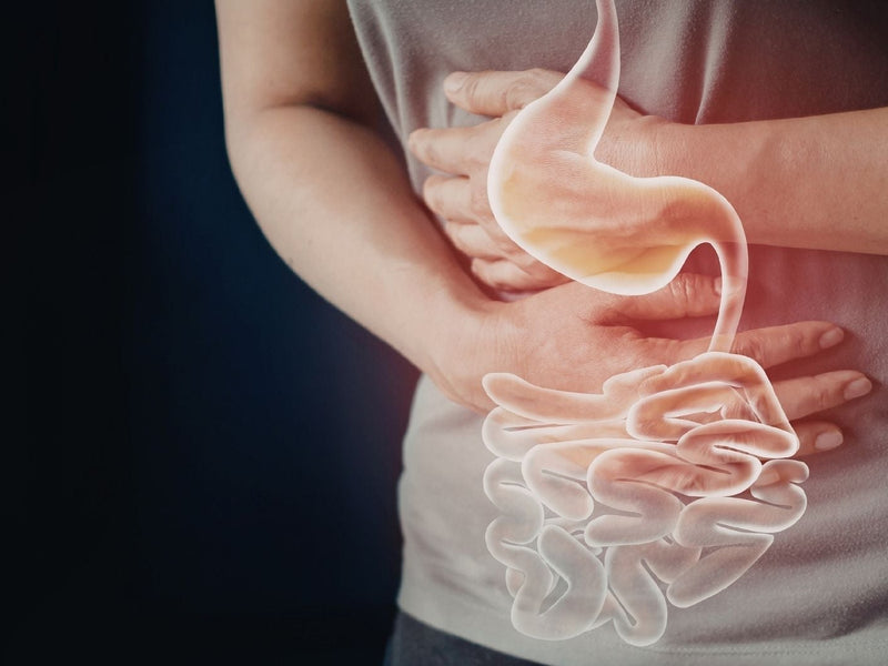 Lactobacillus helveticus