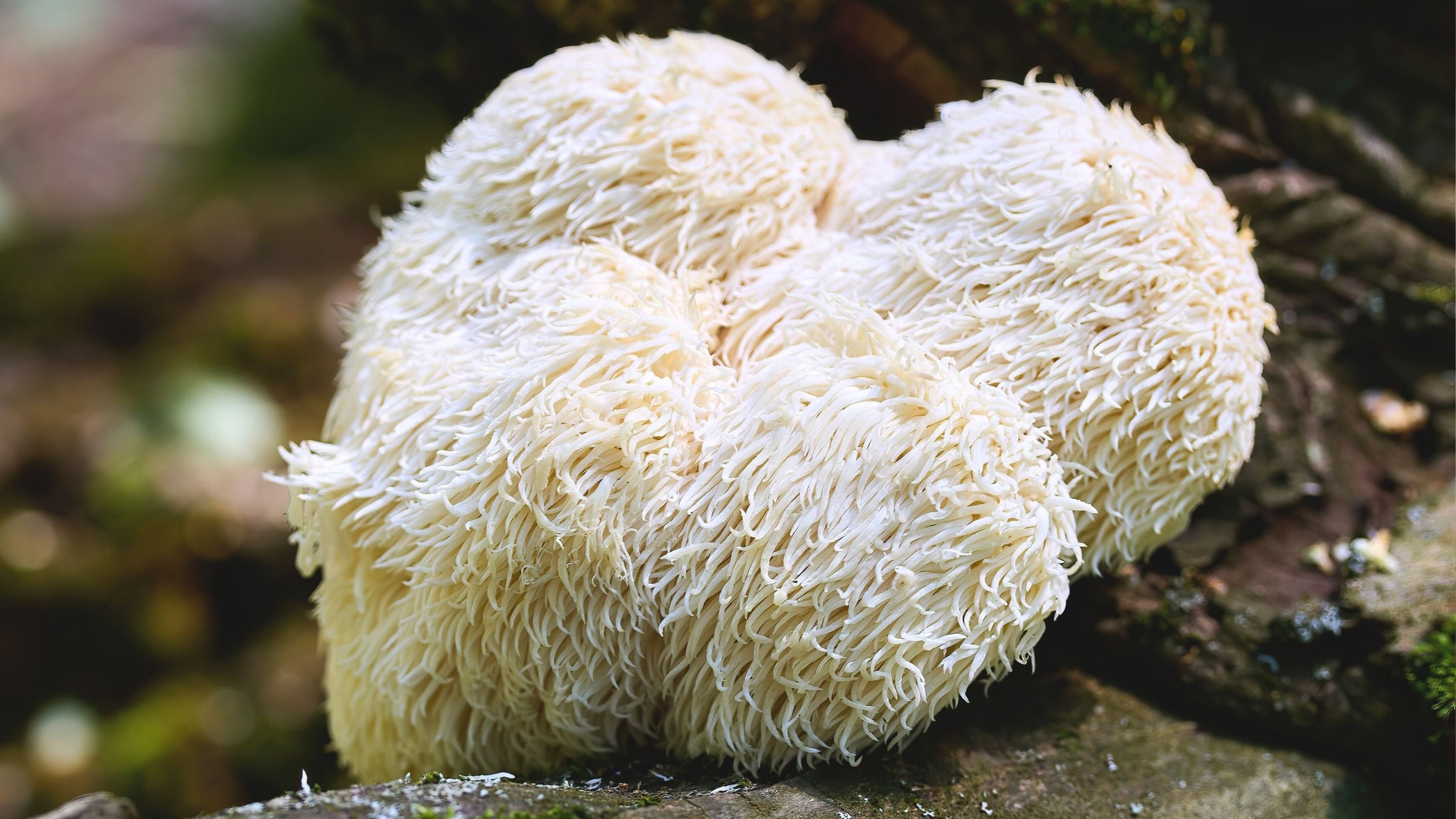 Lion's Mane – A Mycological Marvel