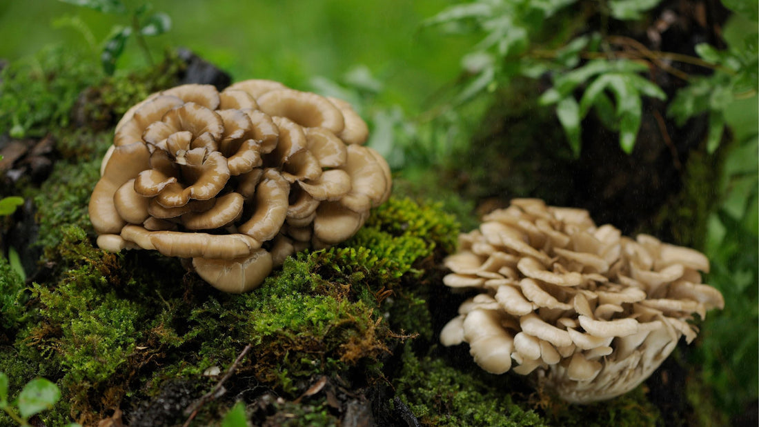 maitake mushroms growing on a mossy log